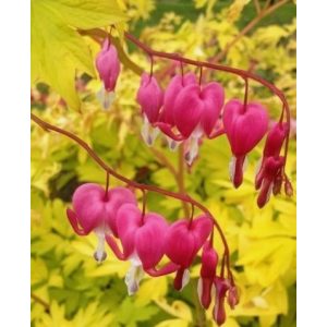   Dicentra (Lamprocapnos) spectabilis Yellow Leaf - Szívvirág