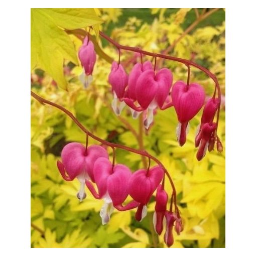 Dicentra (Lamprocapnos) spectabilis Yellow Leaf - Szívvirág