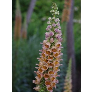 Digitalis ferruginea Gigantea - Rozsdás gyűszűvirág