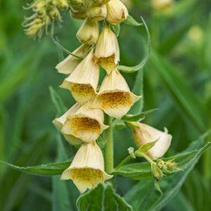 Digitalis grandiflora - Nagyvirágú gyűszűvirág