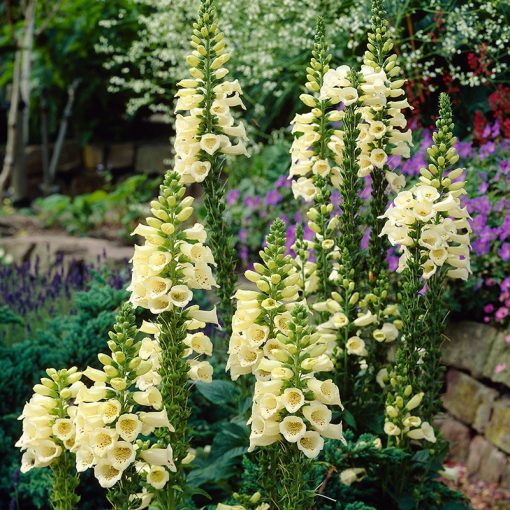 Digitalis grandiflora Dwarf Carillon - Nagyvirágú gyűszűvirág