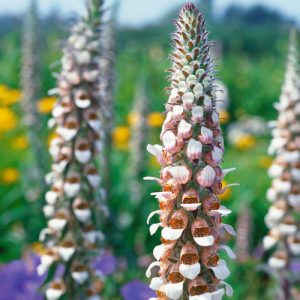 Digitalis lanata Café Crème - Gyapjas gyűszűvirág