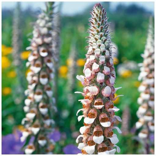 Digitalis lanata Café Crème - Gyapjas gyűszűvirág