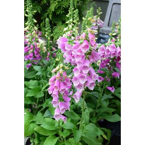 Digitalis purpurea Dalmatian Rose - Gyűszűvirág