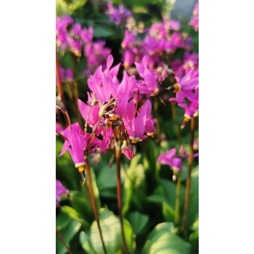 Dodecatheon jeffreyi - Bálványvirág