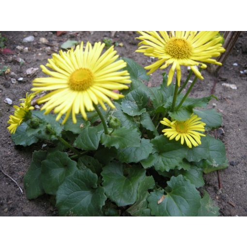 Doronicum orientale Little Leo - Zergevirág