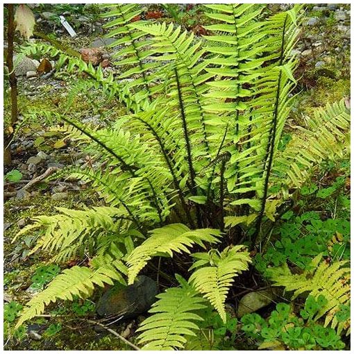 Dryopteris atrata - Borzas pajzsika