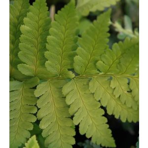 Dryopteris clintoniana - Clinton erdei páfrány