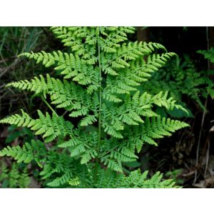 Dryopteris dilatata - Széles pajzsika