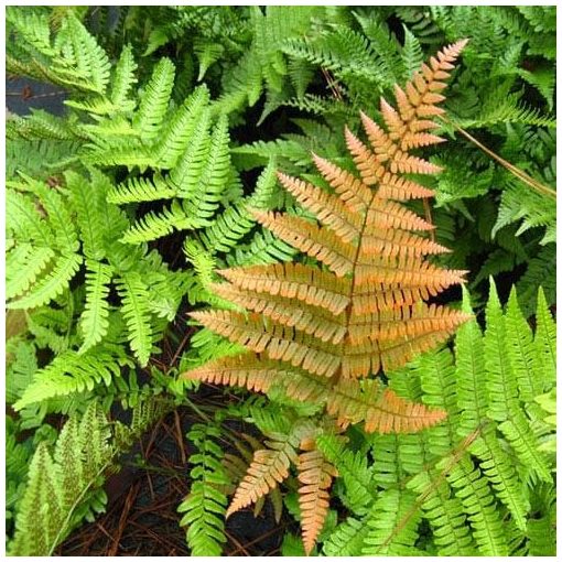 Dryopteris erythrosora - Japán ernyőpáfrány