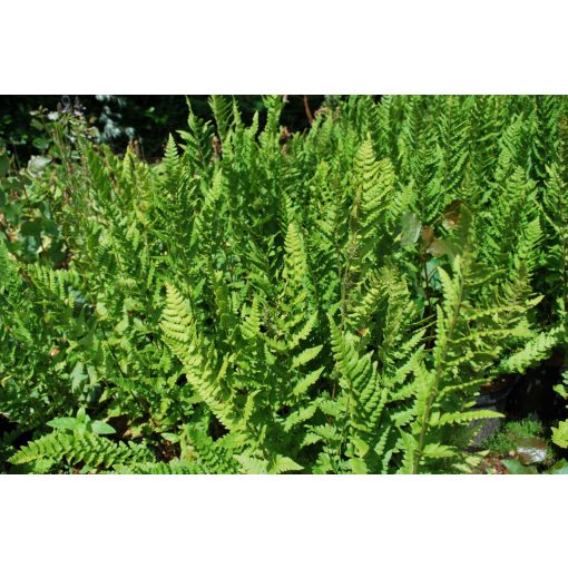 Dryopteris filix-mas Barnesii - Erdei pajzsika