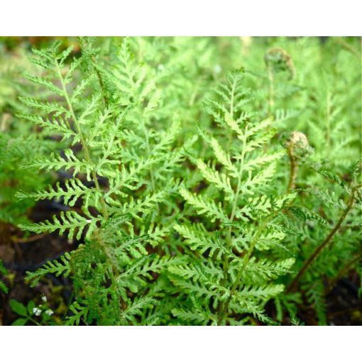 Dryopteris filix-mas Lin. Polydactyla - Erdei pajzsika