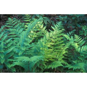 Dryopteris goldiana - Páfrány