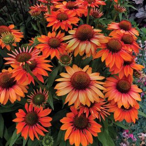 Echinacea Prima Ginger - Kasvirág