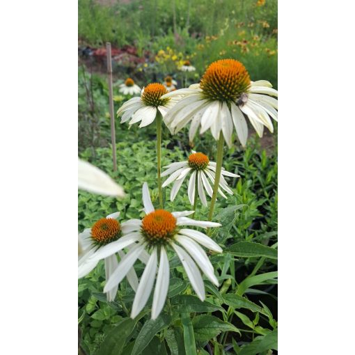 Echinacea purpurea Alba - Kasvirág