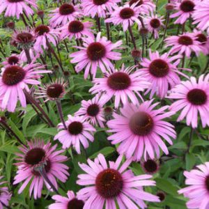 Echinacea purpurea Augustkönigin - Kasvirág