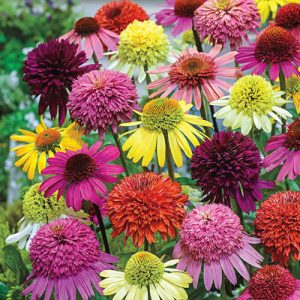 Echinacea purpurea Breeders Mix - Kasvirág