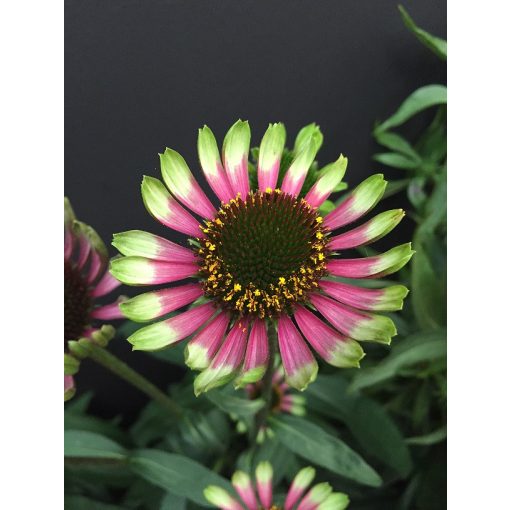 Echinacea purpurea Choco Green - Kasvirág