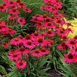 Echinacea purpurea Glowing Dream - Kasvirág