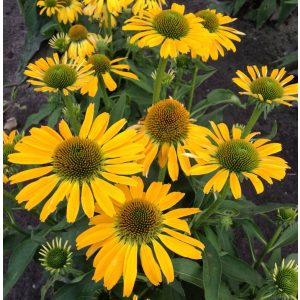 Echinacea purpurea Golden Skipper - Kasvirág