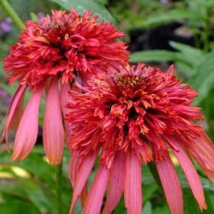 Echinacea purpurea Guave Ice - Kasvirág