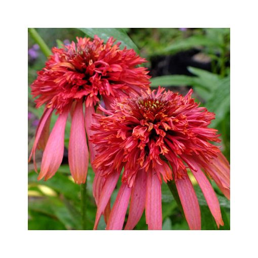 Echinacea purpurea Guave Ice - Kasvirág