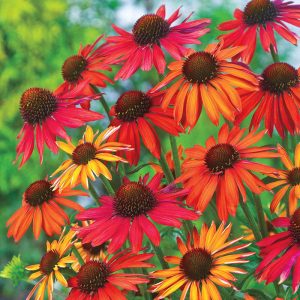 Echinacea purpurea Hot Summer - Kasvirág