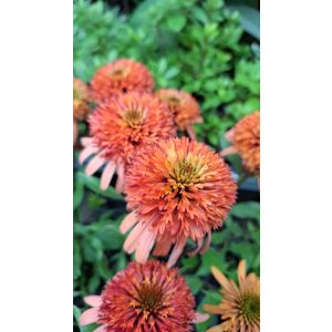 Echinacea purpurea Irresistible - Kasvirág