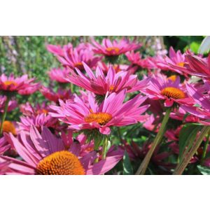 Echinacea purpurea JS Roho - Kasvirág