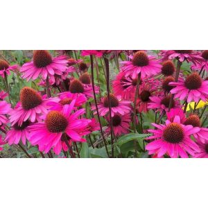 Echinacea purpurea JS Stiletto - Kasvirág