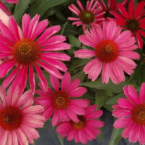 Echinacea purpurea Kismet Raspberry - Kasvirág