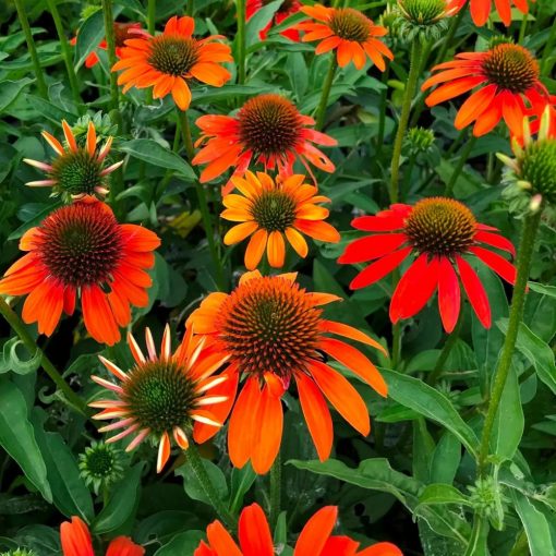 Echinacea purpurea Lakota Orange - Kasvirág