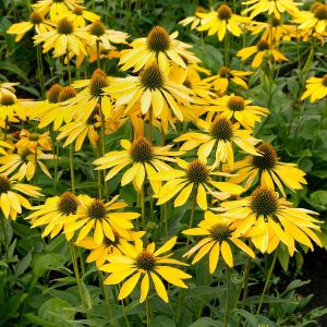 Echinacea purpurea Leilani - Kasvirág