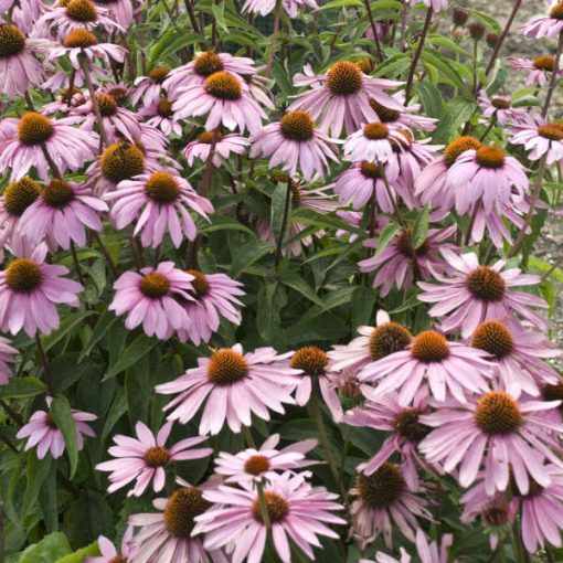 Echinacea purpurea Magnus - Kasvirág