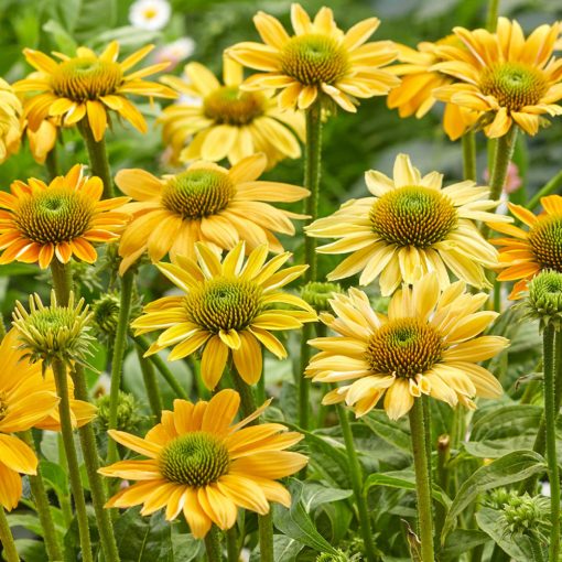 Echinacea purpurea Mellow Yellows - Kasvirág