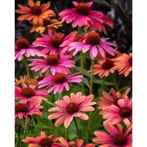 Echinacea purpurea Pink Pearl - Kasvirág