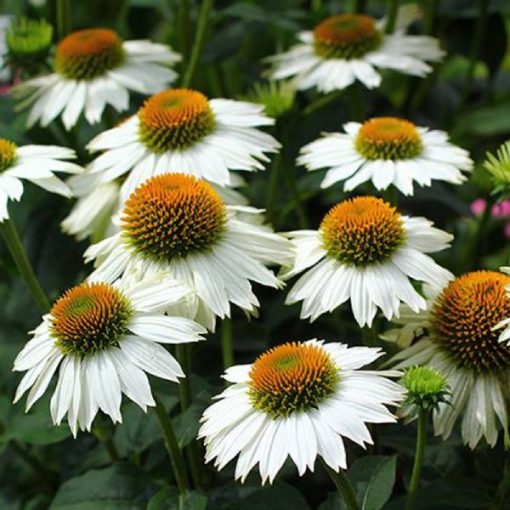 Echinacea purpurea Pow Wow White - Kasvirág