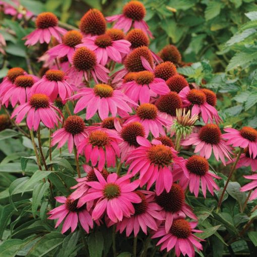 Echinacea purpurea Pow Wow Wild Berry - Kasvirág