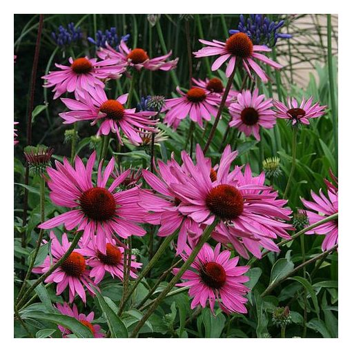 Echinacea purpurea Rubinstern - Kasvirág