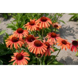 Echinacea purpurea Sensation Orange - Kasvirág