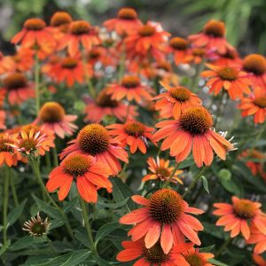 Echinacea purpurea Sombrero Adobe Orange - Kasvirág