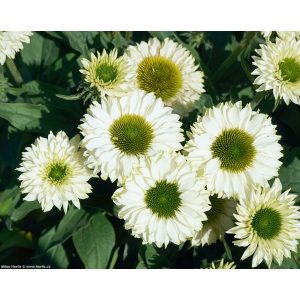 Echinacea purpurea Sunseekers White - Kasvirág