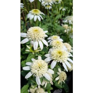 Echinacea purpurea White Double Delight - Kasvirág