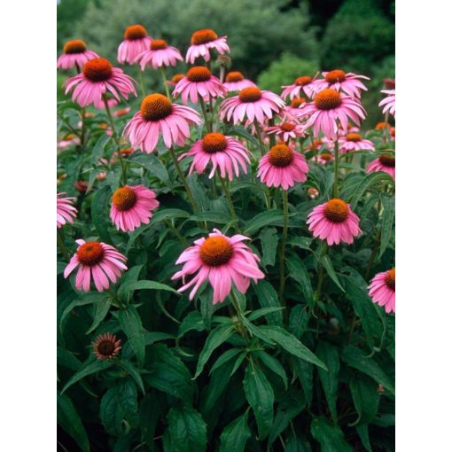 Echinacea purpurea - Kasvirág