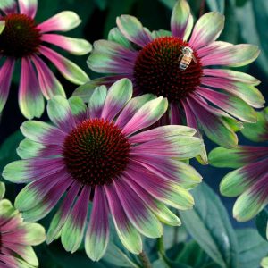 Echinacea Sweet Sandia - Kasvirág