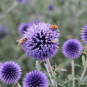 Echinops bannaticus Blue Glow - Szamárkenyér