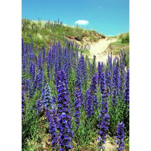 Echium vulgare - Kígyószisz