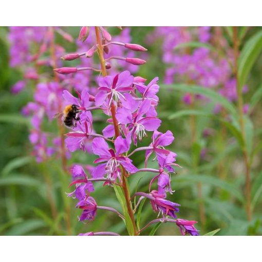 Epilobium angustifolium - Erdei deréce