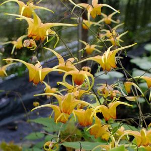 Epimedium Amber Queen  - Püspöksüveg