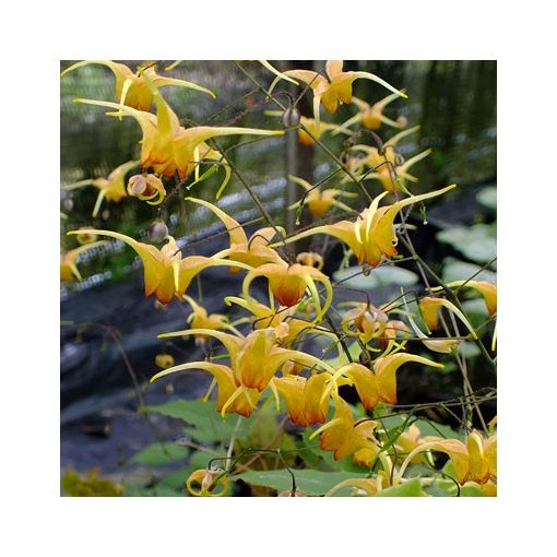 Epimedium Amber Queen  - Püspöksüveg